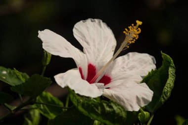 Beyaz Hibiscus rosa-sinensis yakın çekim 