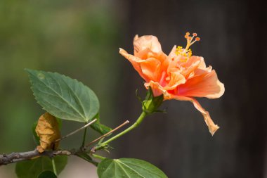 Turuncu Hibiscus rosa-sinensis yakın çekim 