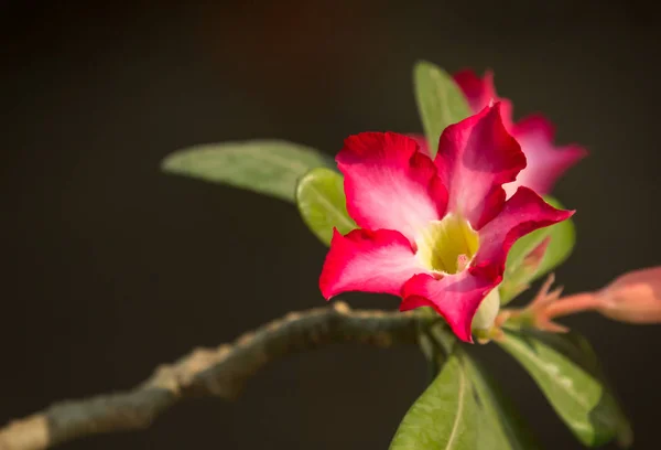 Květy růžové Desert rose — Stock fotografie