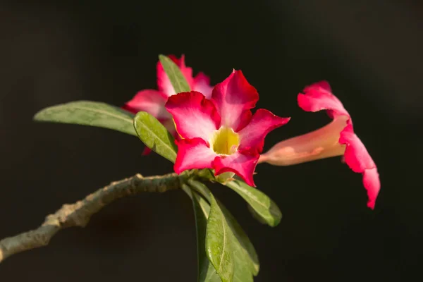 Rosa flores de rosa del desierto —  Fotos de Stock