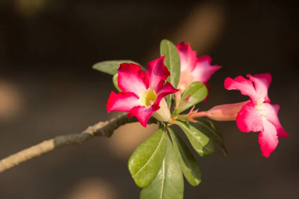 Rosafarbene Wüstenrosen — Stockfoto