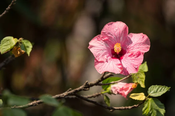 Κοντινό πλάνο του μαλακό ρόδινο Hibiscus rosa-sinensis — Φωτογραφία Αρχείου