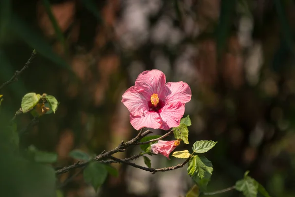 Primer plano de Soft Pink Hibiscus rosa-sinensis —  Fotos de Stock