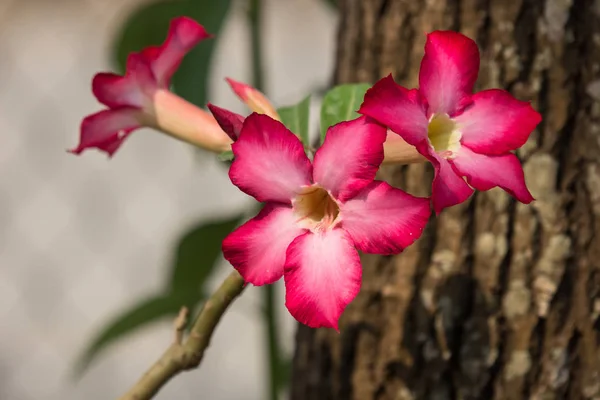 Pink Desert rose flowers