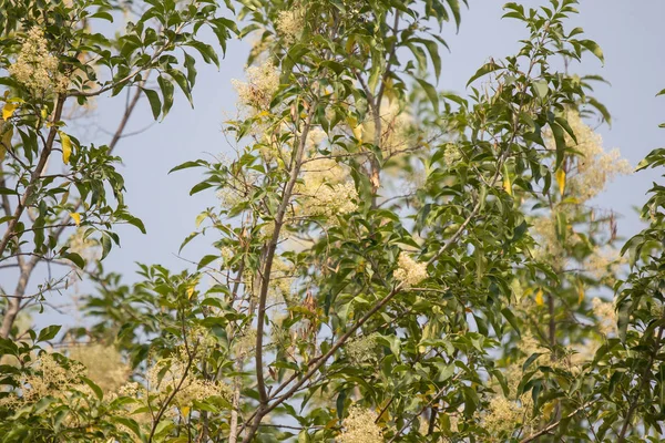 Weiße Blume am blauen Himmel oder Fraxinus griffithii Baum — Stockfoto