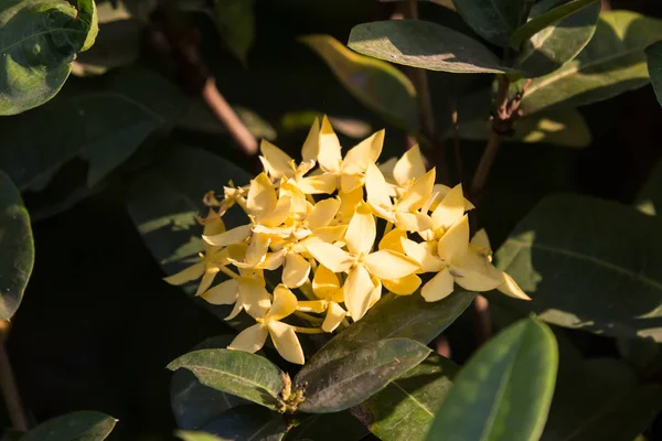 Flor de plumeria amarela — Fotografia de Stock