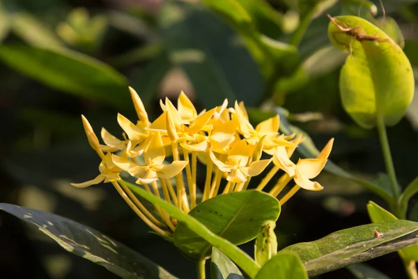 Fleur plumeria jaune — Photo