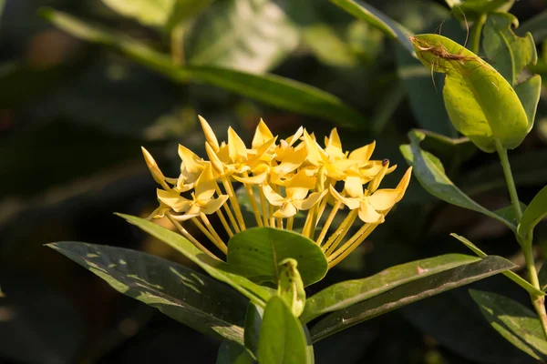 Fleur plumeria jaune — Photo