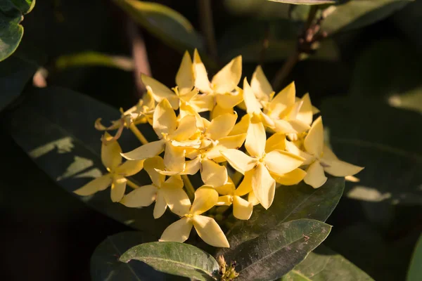 Fleur plumeria jaune — Photo