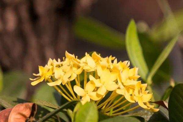 Fleur plumeria jaune — Photo