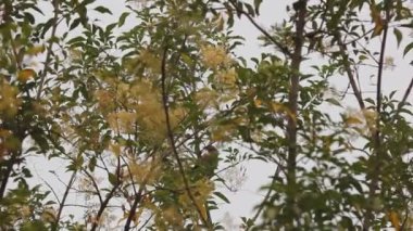 Fraxinus griffithii ağacının yaprak yeşil kuş