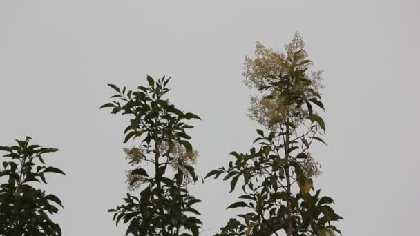 Gros Plan Petite Fleur Blanche Fraxinus Griffithii — Video