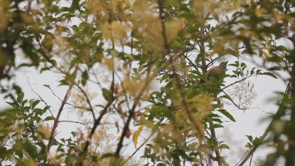 Pássaro Com Folha Verde Fraxinus Griffithii Árvore — Vídeo de Stock