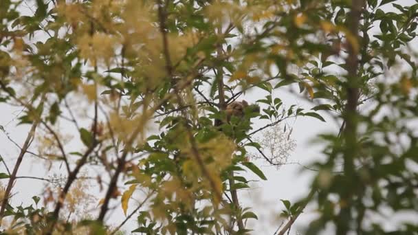 Fågel Med Gröna Blad Fraxinus Griffithii Träd — Stockvideo