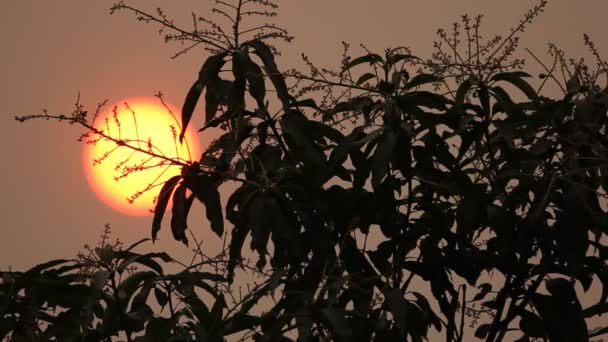 与芒果花的太阳的阴影 — 图库视频影像
