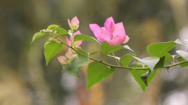 Pembe karışımı beyaz Bougainvillea çiçek yeşil arka planda kapatın