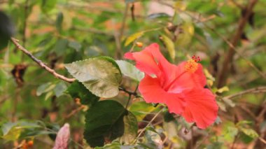 Hibiscus rosa-sinensis çiçek yakın çekim