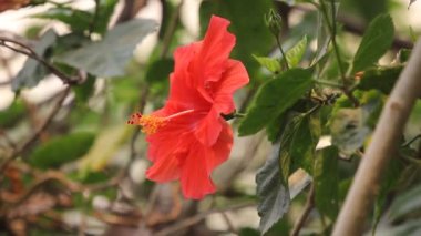 Hibiscus rosa-sinensis çiçek yakın çekim