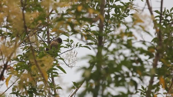 Vogel Mit Grünem Blatt Des Fraxinus Griffithii Baumes — Stockvideo