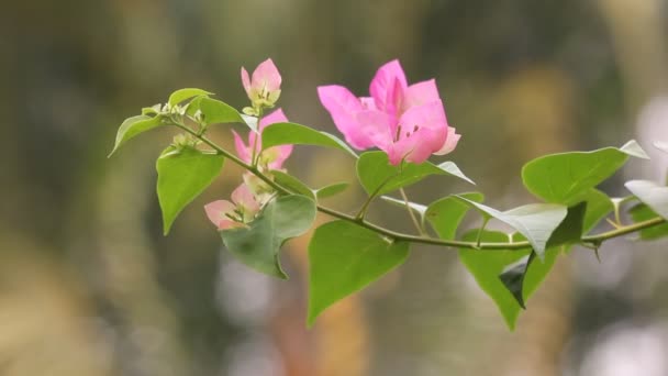 Nahaufnahme Rosa Mischung Weiße Bougainvillea Blume Grünem Hintergrund — Stockvideo