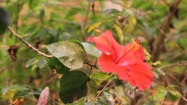 Hibiscus Rosa Sinensis Çiçek Yakın Çekim — Stok video