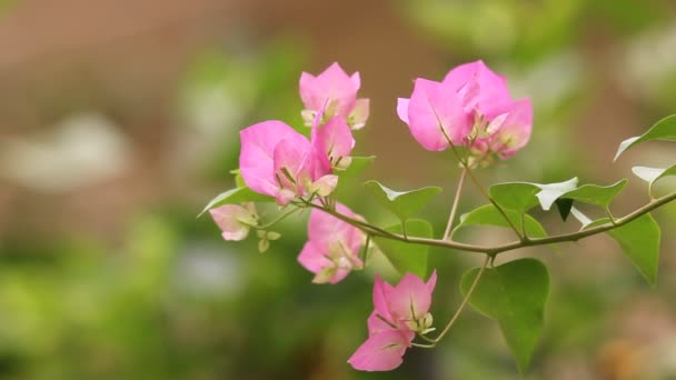 Cerrar Pink Mix White Bougainvillea Flor Fondo Verde — Vídeo de stock