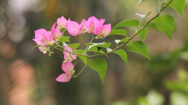 Close Pink Mix Branco Bougainvillea Flor Fundo Verde — Vídeo de Stock