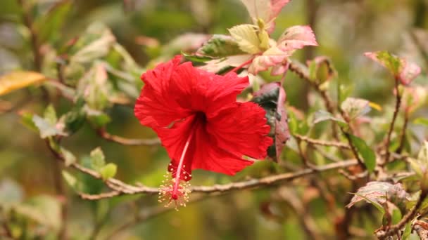 Hibiscus Rosa Sinensis Çiçek Yakın Çekim — Stok video