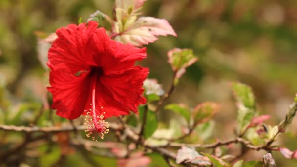 Hibiscus Rosa Sinensis Çiçek Yakın Çekim — Stok video