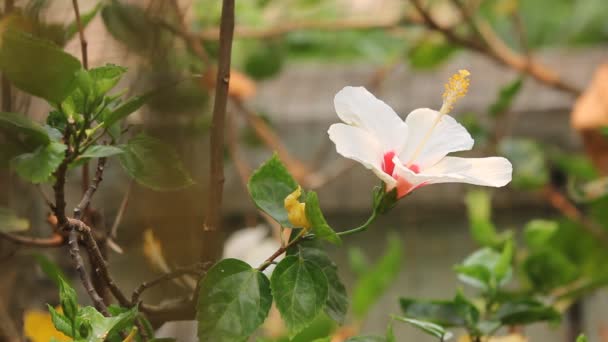 Κοντινό Πλάνο Λουλούδι Ιβίσκος Ρόζα Sinensis — Αρχείο Βίντεο