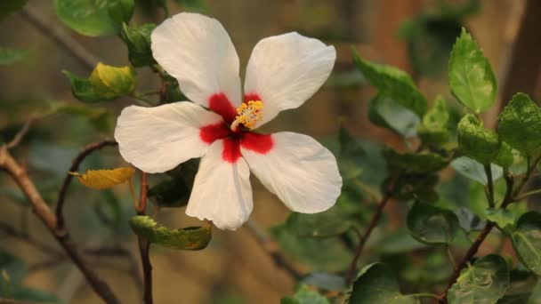 Zbliżenie Kwiat Hibiscus Rosa Sinensis — Wideo stockowe