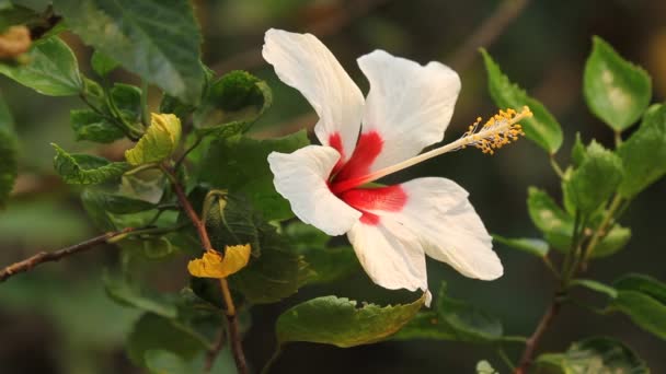 Gros Plan Sur Fleur Hibiscus Rosa Sinensis — Video