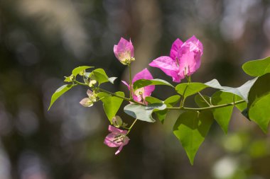 pembe Begonviller çiçek