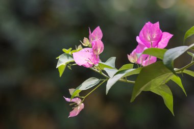 pembe Begonviller çiçek