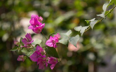 pembe Begonviller çiçek