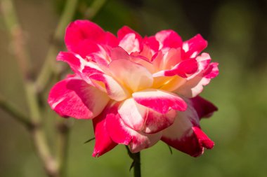 Beyaz karışımı pembe Gül çiçek 