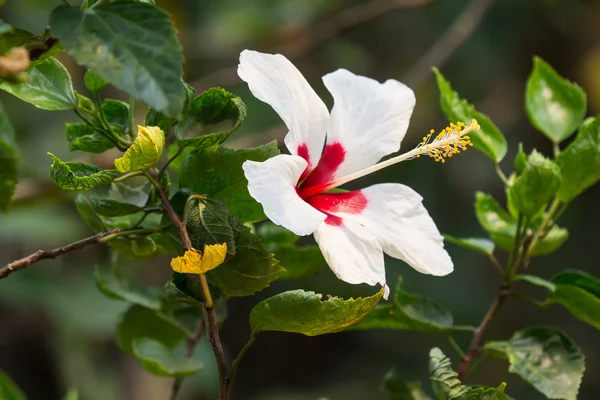 Detailní záběr bílé Hibiscus rosa-sinensis — Stock fotografie