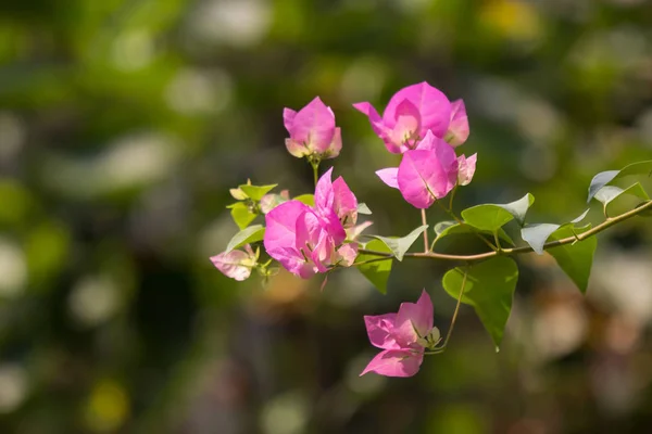 Flor de buganvília rosa — Fotografia de Stock