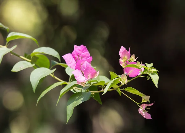 Flor de buganvilla rosa —  Fotos de Stock