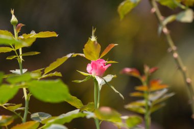 Yeşil yapraklı pembe gül çiçeği