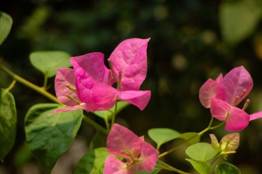 pembe Begonviller çiçek