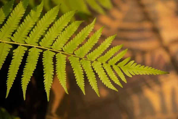 Samambaias belíssimas folhas folhagem verde — Fotografia de Stock