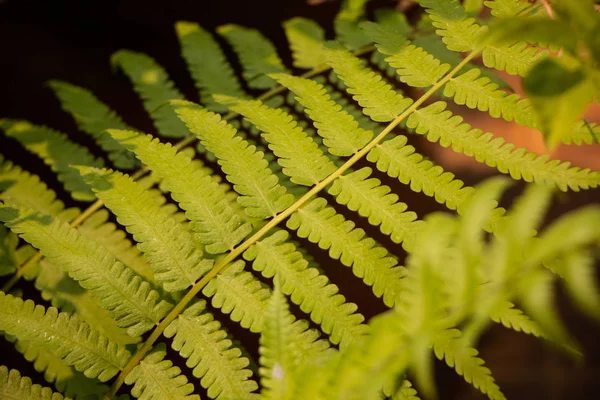 Beautyful ormbunkar lämnar grönt bladverk — Stockfoto