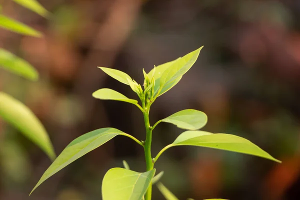 Folha de canela canphora árvore — Fotografia de Stock