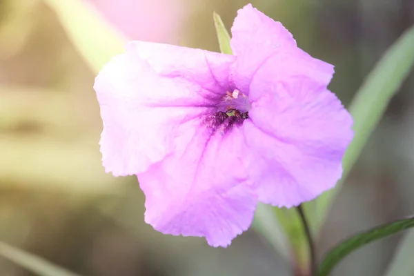 Μοβ λουλούδι ή Ruellia tuberosa άνθιση στον κήπο — Φωτογραφία Αρχείου
