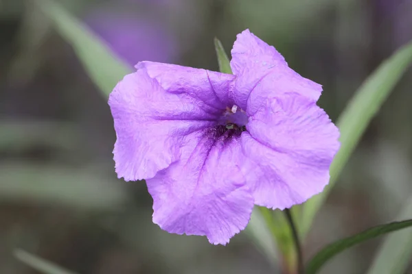 Purpurblume oder Ruellia tuberosa blüht im Garten — Stockfoto