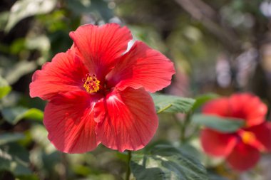Kırmızı Hibiscus rosa-sinensis 'i kapatın. 