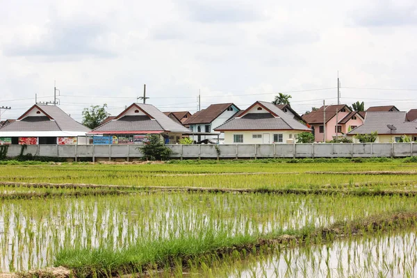 Campo de arroz cerca de la urbanización —  Fotos de Stock