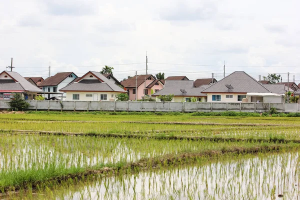 Rice field near housing estate — Stock Photo, Image