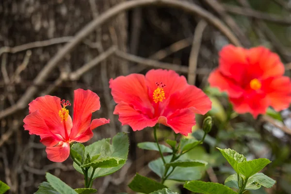 Κοντινό πλάνο του κόκκινου Hibiscus rosa-sinensis — Φωτογραφία Αρχείου